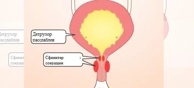Детрузор мочевого пузыря это. Детрузор и сфинктер мочевого пузыря. Детрузор мочевого. Детрузор мочевого пузыря у мужчин. Мышца детрузор мочевого пузыря.