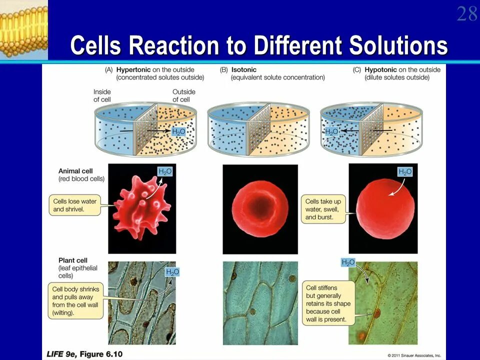 Cell solutions. Hypertonic solution. cell. hypotonic solution in plant and animal cell. plasmolis.