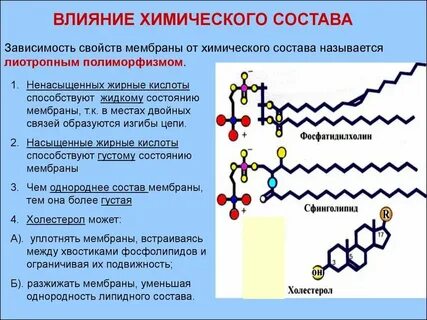 Характеристика липидов мембран
