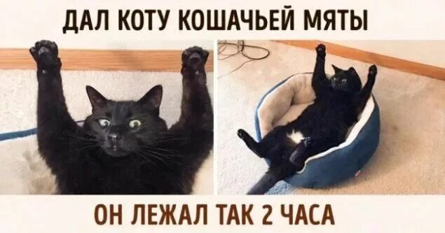 А мы с ним пахнем кошачьей мятой. Кошачья мята приколы. Кот с кошачьей мятой. Кот после кошачьей мяты. Кошачья мята Мем.