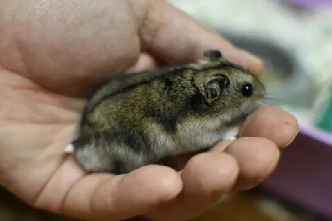 Какие хомяки джунгарики