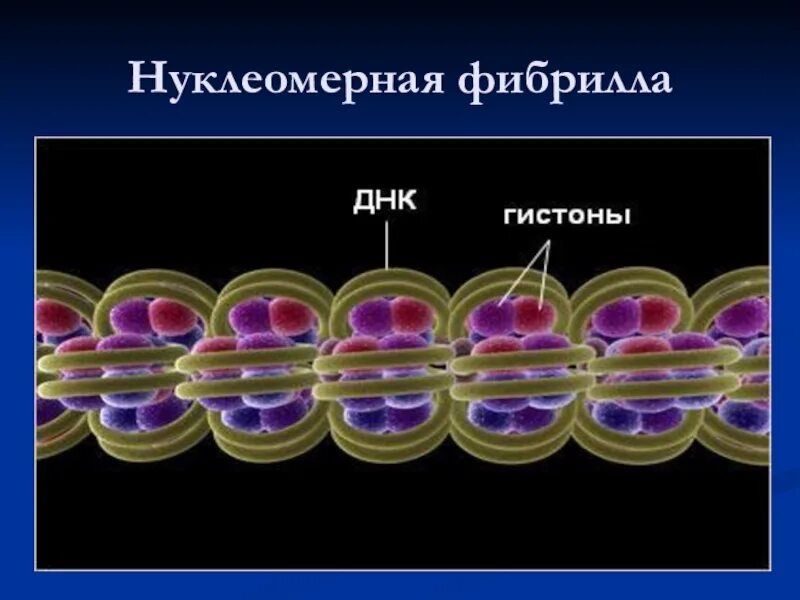 Нуклеомерная фибрилла это. Нуклеомерный уровень. Фибриллы ДНК. Нуклеомерный уровень компактизации хроматина.