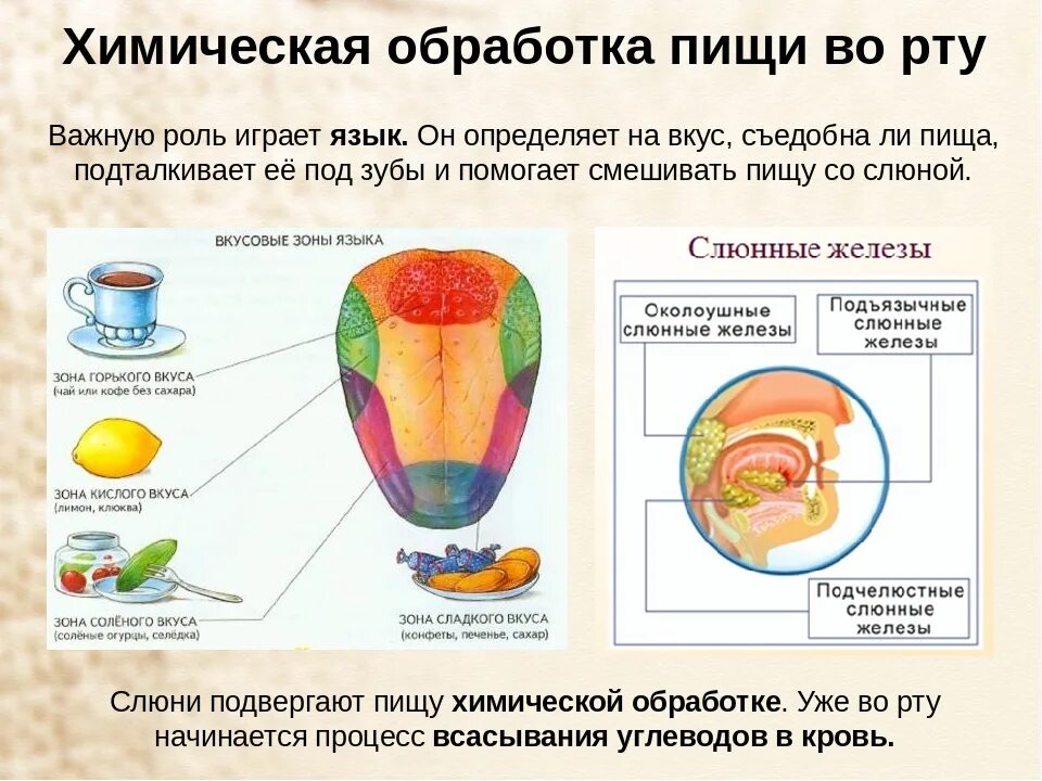 Изменение пищи в пищеварительной системе. Обработка пищи в ротовой полости 8 класс. Химическая переработка пищи в ротовой полости. Химические процессы в ротовой полости. Химическое пищеварение в ротовой полости.