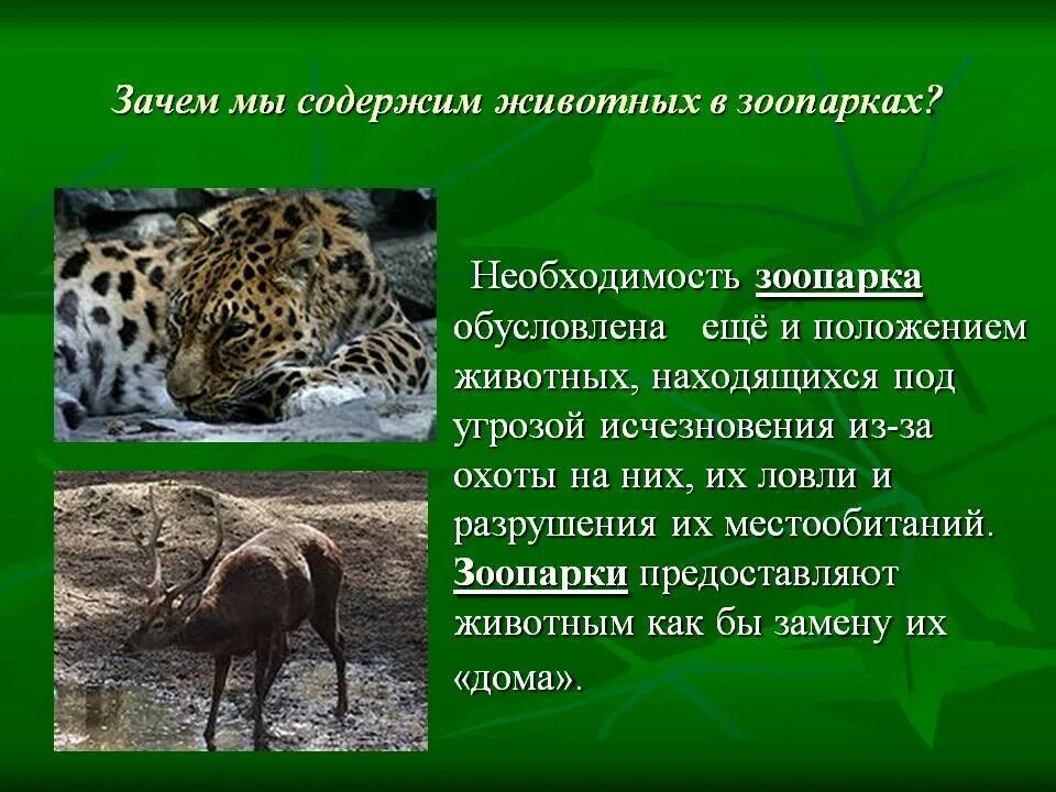 2 предложения о животных