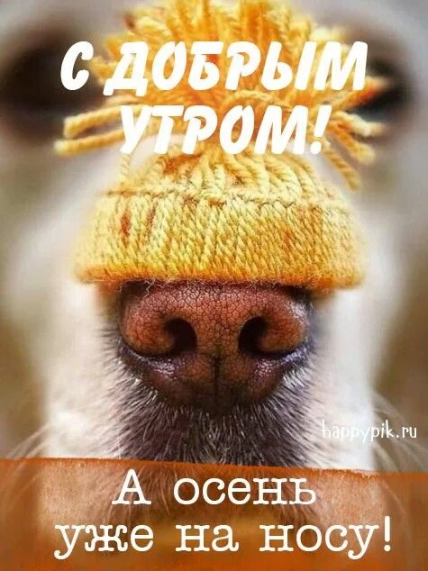 Картинки с добрым утром августа с животными. Вот и август на носу. август на носу. август на носу животных. август на носу картинки.