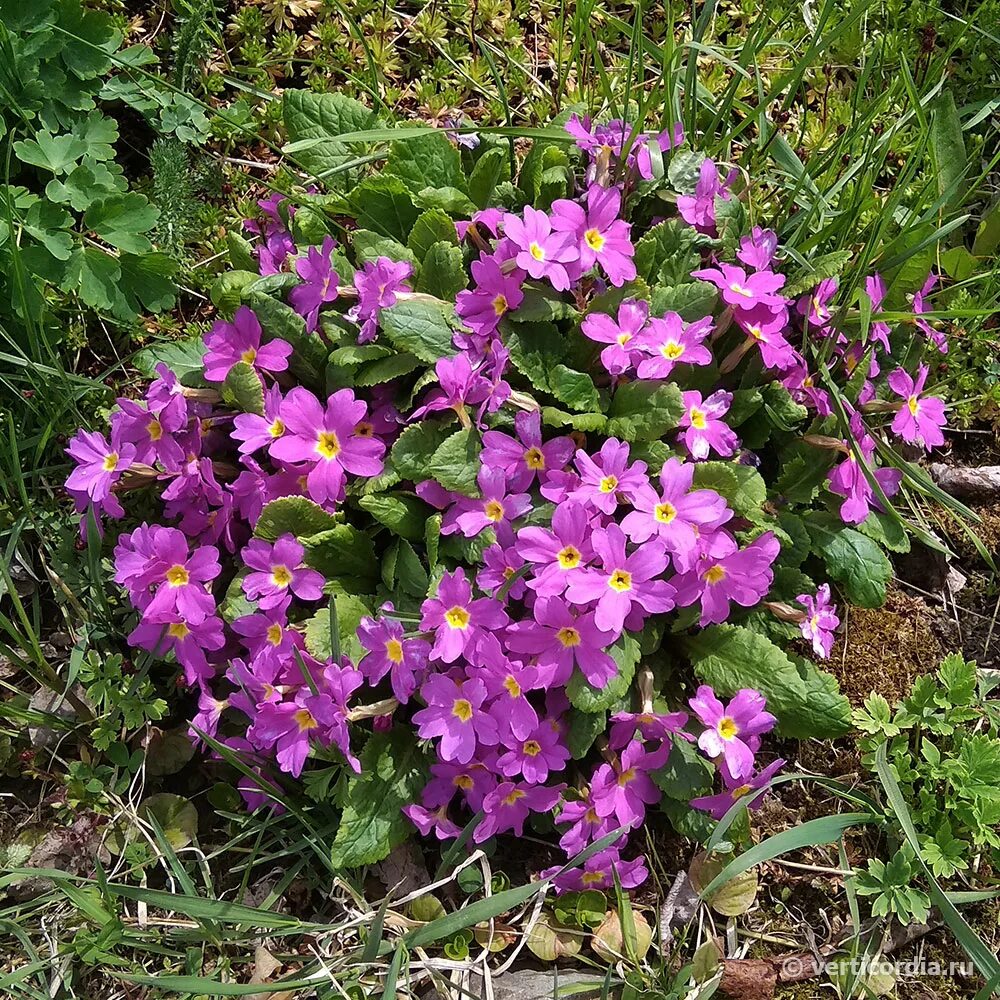 Примула Юлии Primula juliae. Примула Юлии малиновая. Примула Primula rosea. Первоцвет Юлии. Примула юлии