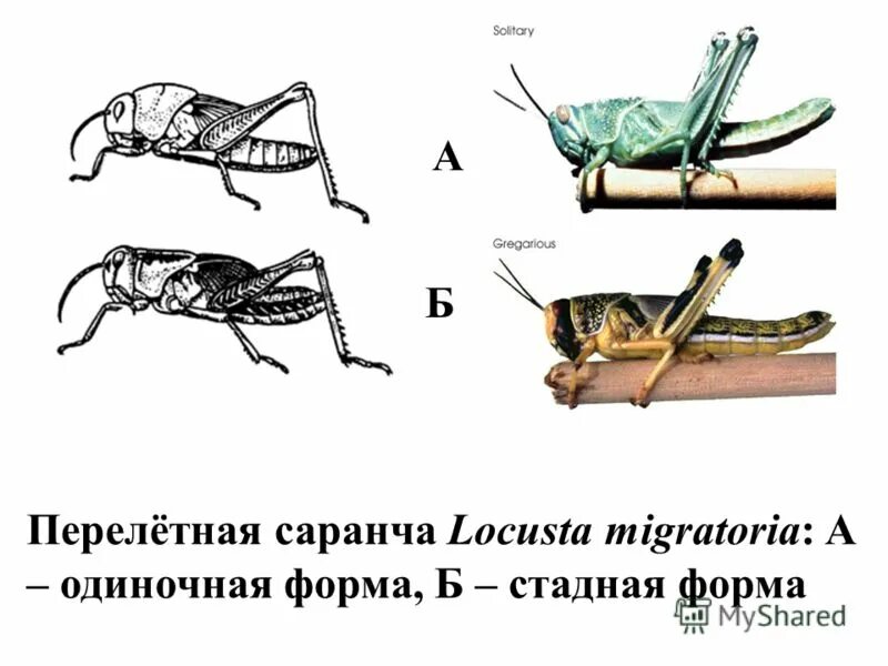 Какой тип развития характерен для зеленого кузнечика. Саранча Перелетная locusta migratoria. Стадная и одиночная форма саранчи. Саранча в форме. Стадии развития перелетной саранчи.