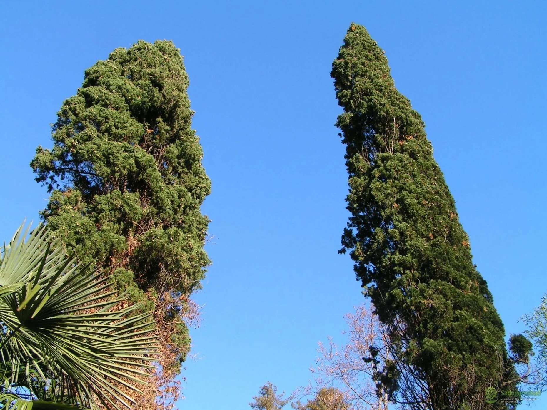 Кипарис вечнозеленый (cupressus sempervirens). Кипарис итальянский (cupressus sempervirens). Кипарис cupressus sempervirens. Cupressus sempervirens). Кипарис весной.