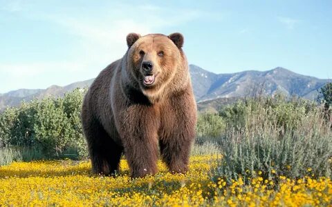Pix bear