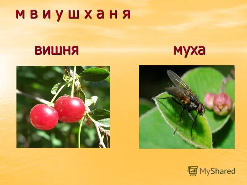 Вишне муха