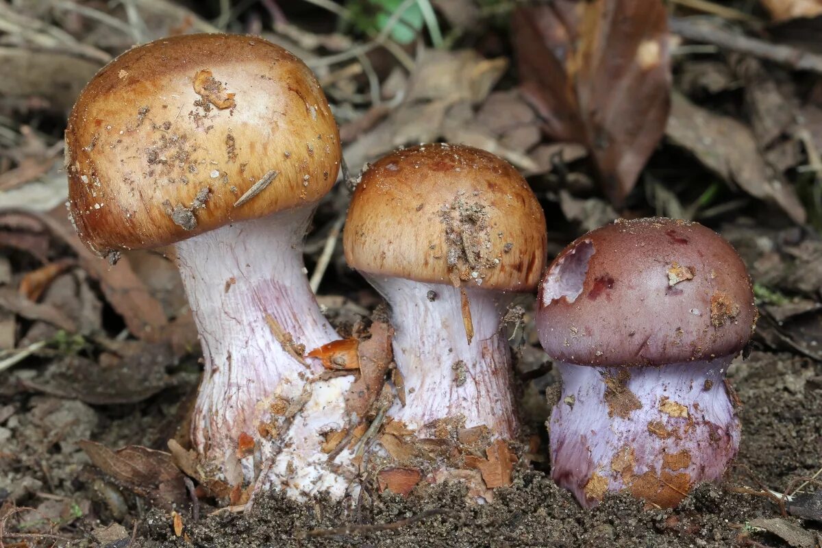 Ножка гриба фото. Паутинник багряный Cortinarius PURPURASCENS. Паутинник сизоножковый. Крымские грибы паутинник. Гриб паутинник с толстой ножкой.