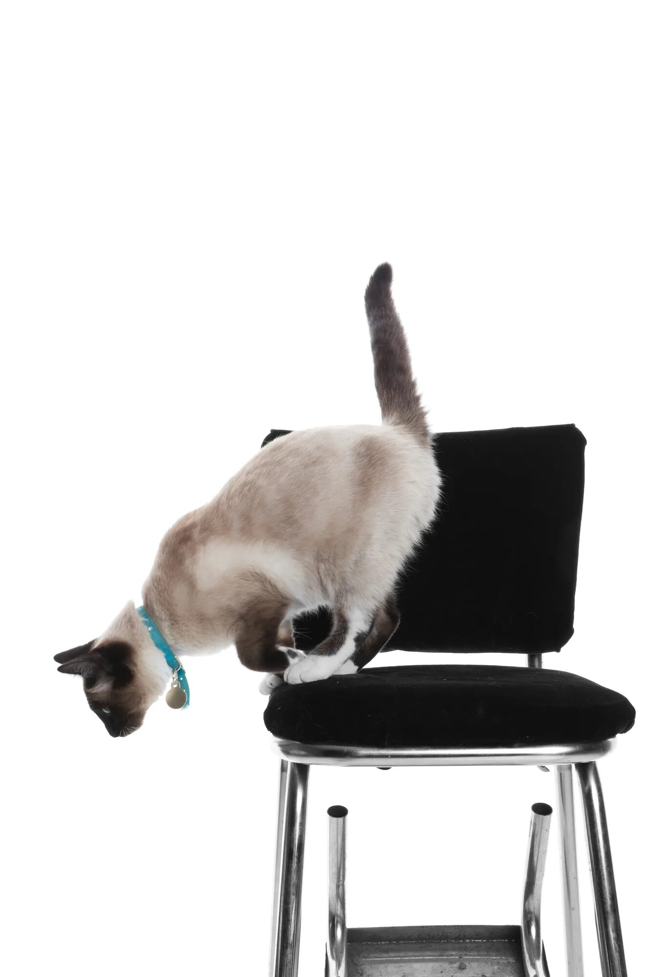 Кошка спрыгивает со стула. Кошка на стуле. Сиамский кот прыгает. Кошка перепрыгивающая со стула на стул.
