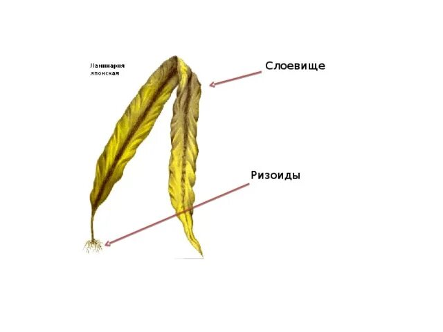 Строение таллома ламинарии. Строение слоевища ламинарии. Бурые водоросли ламинария строение. Строение Талом бурные водоросли.