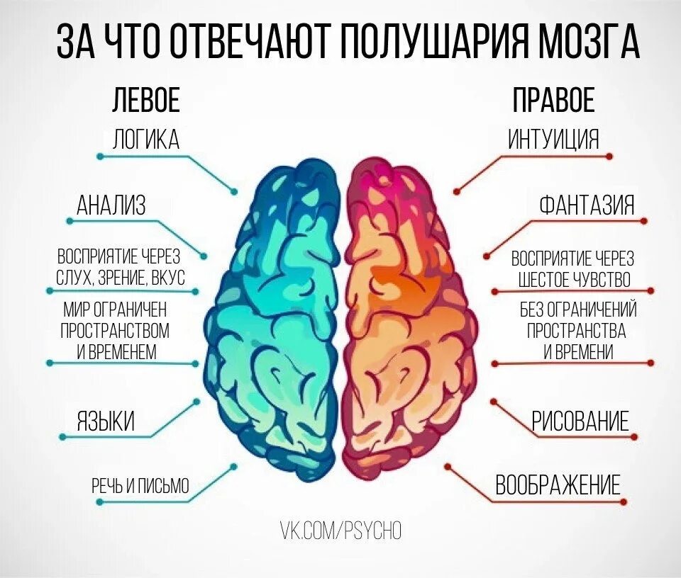 Левое и правое полушарие за что отвечает. За что отвечает правое полушарие мозга человека. Левое и правое полушарие мозга. Правое и левое полушарие мозга за что отвечают. Мозг человека левое и правое полушарие.