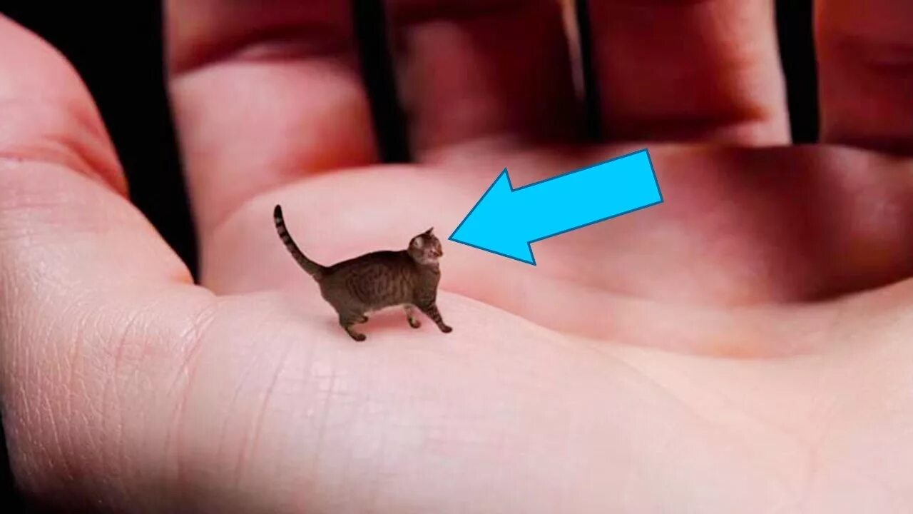 Маленькие котяры. Очень маленькие котята. Покажи самые маленькие котики. Крошечный котенок. Малюсенькие котята.