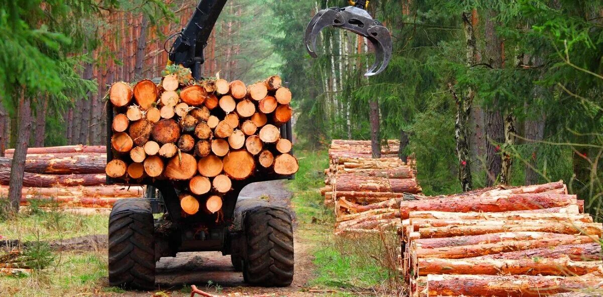Заготовлено древесины