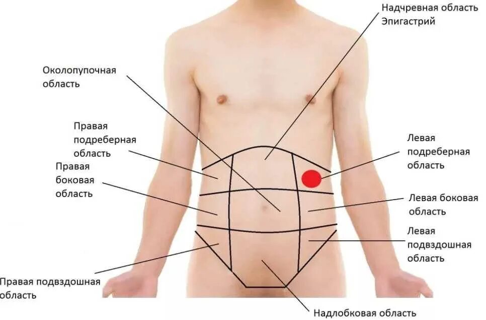 Эпигастральной (подложечной) области. Боль с левой стороны сбоку живота. Орган в левом боку снизу спереди. Что находится под левым ребром сбоку. Боль спереди ниже ребер