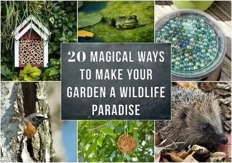 Wildlife garden