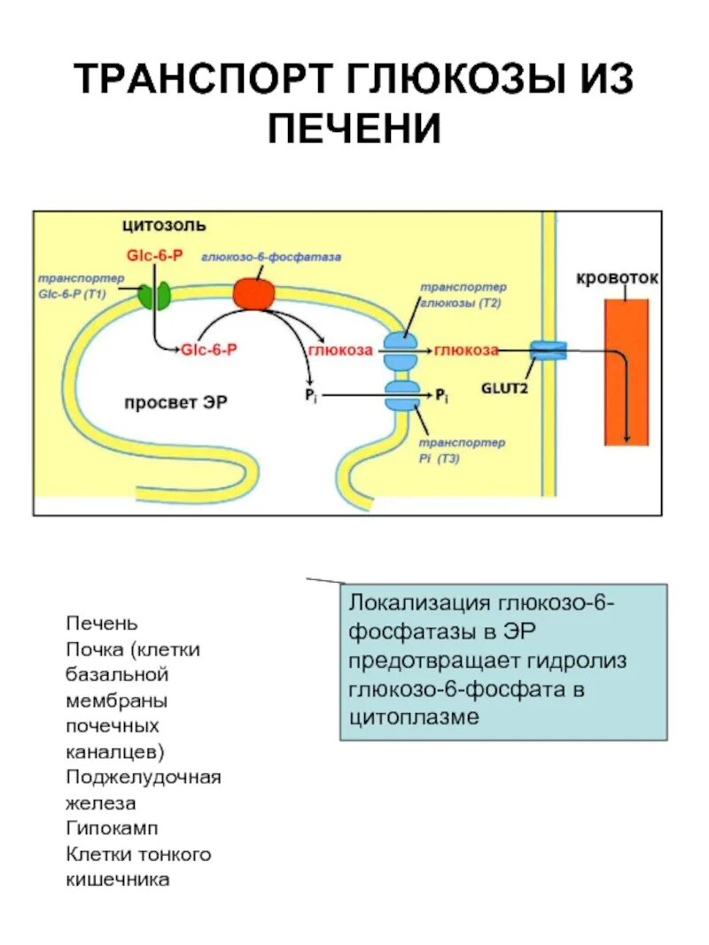 Транспорт глюкозы кровью. Механизм транспорта Глюкозы в клетку. Механизм транспорта Глюкозы из крови в клетки. Транспорт Глюкозы через мембрану печень.