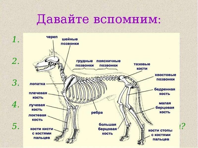 Каковы основные части. Скелет млекопитающего 7 класс биология. Опорно двигательная система млекопитающих 7 класс. Отделы скелета млекопитающих 7 класс. Схема опорно двигательной системы млекопитающих.