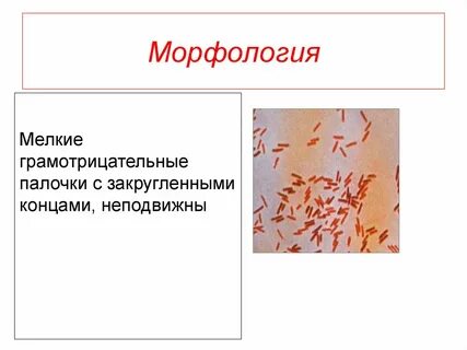 Мелкие палочки