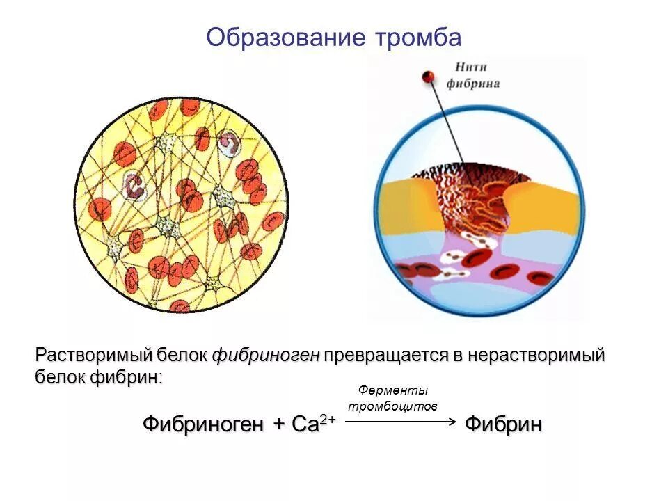 Фермент тромбоцитов. Схема образования фибрина в крови. Механизм тромбообразования фибриноген фибрин.