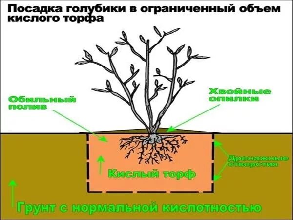 Посадка голубики схема посадки. Схема посадки голубики высокорослой. Голубика Садовая посадка куст. Голубика схема посадки кустов. На каком расстоянии сажать голубику друг