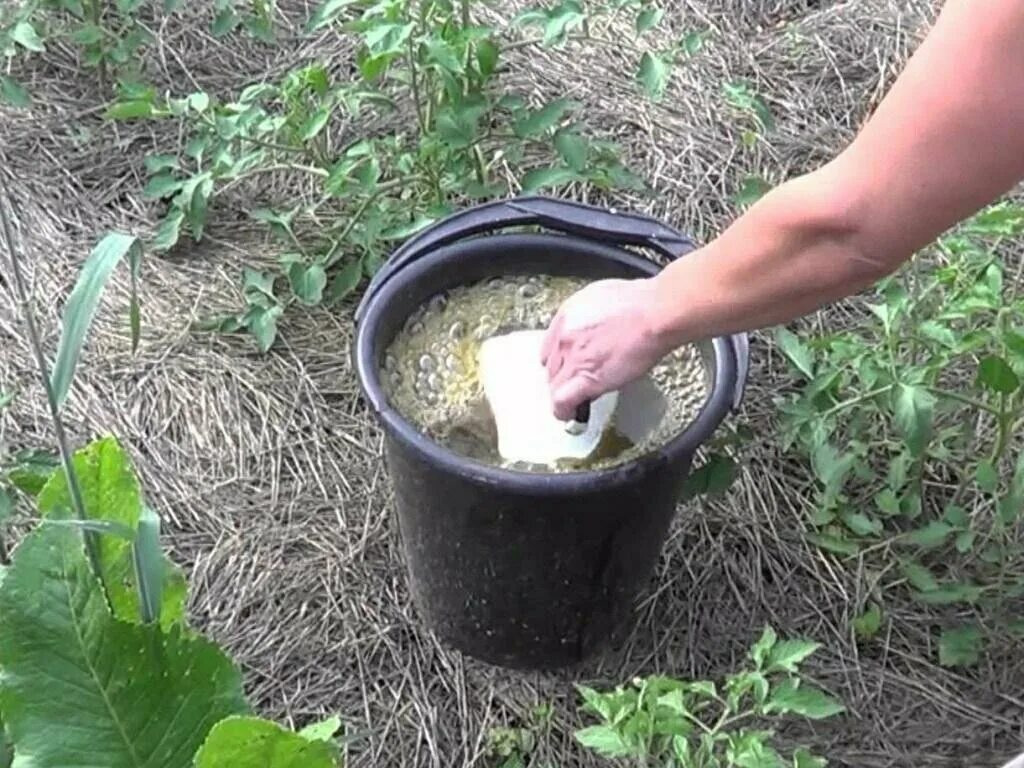 Можно ли подкормить рассаду помидор дрожжами. Подкормка томатов. Дрожжевая подкормка для рассады томатов. Удобрение помидор дрожжами. Удобрение и подкормки для огурцов.