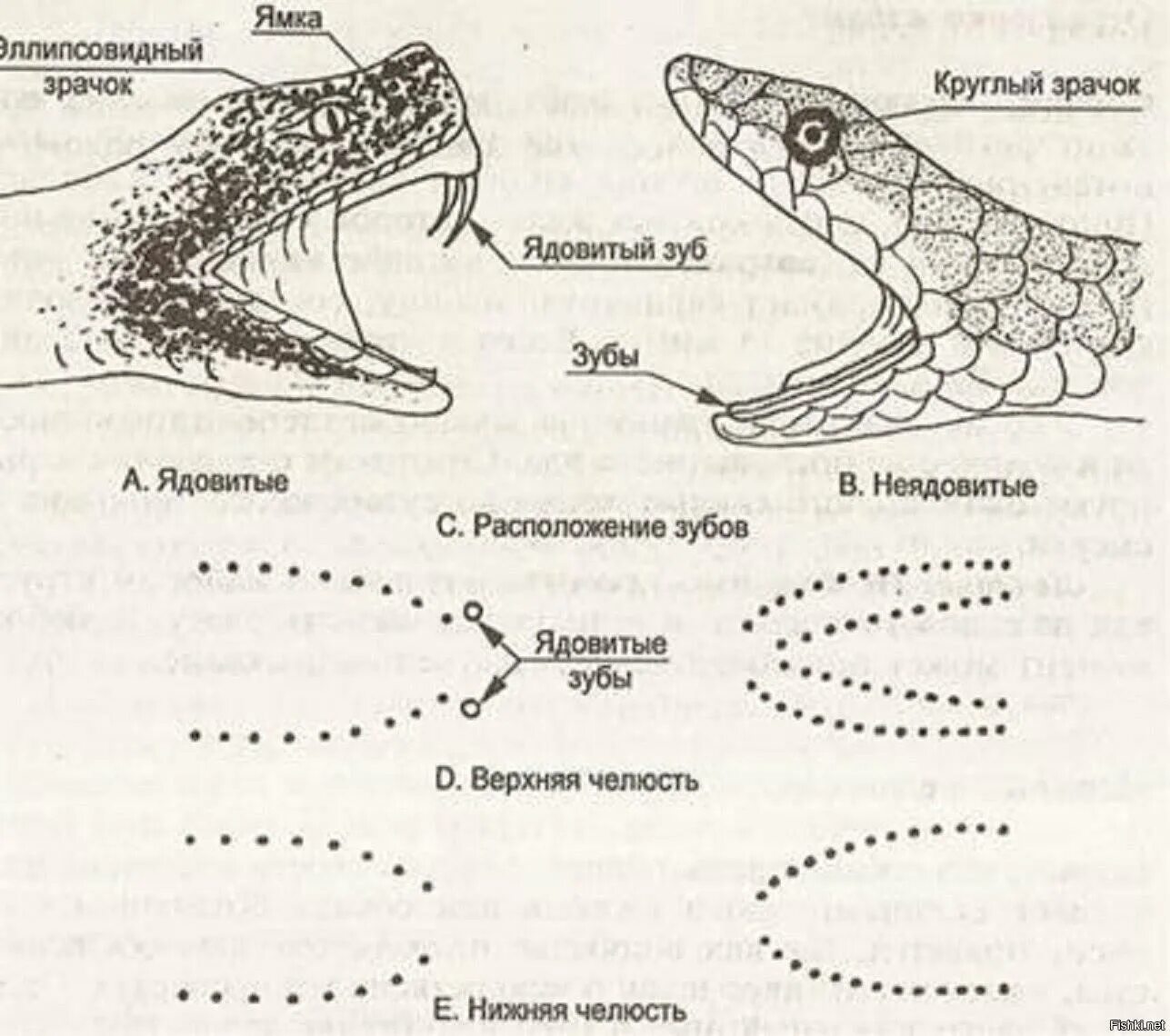 Зубы ядовитых змей и неядовитых. Укус ядовитойй и не ядовитой змеи. Как различить укусы змей.