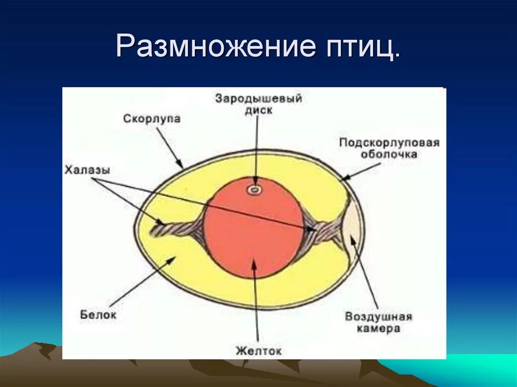 Появление яйцевых оболочек. Строение яйца птицы халазы. Строение яйцеклетки курицы рисунок. Строение яйца яйцевые оболочки. Строение яйцеклетки яйца.