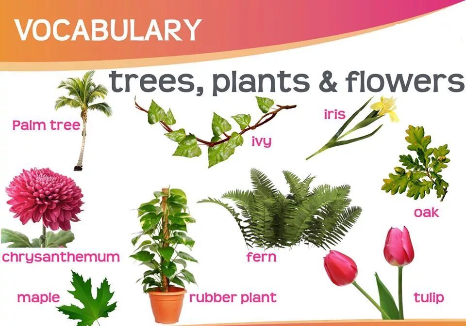 Plants english. Цветы названия на английском. Растения на англ. Растения на английском для детей. Цветы на англ яз.