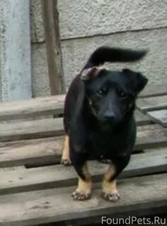 Найти собаку по кличке