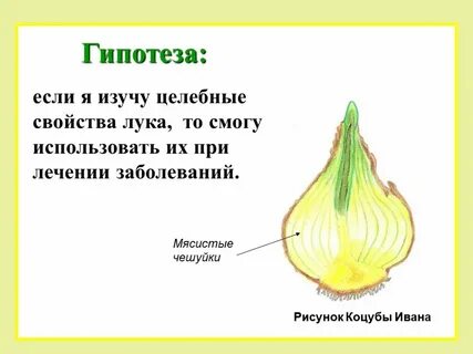Вывод по биологии 5 класс луковица