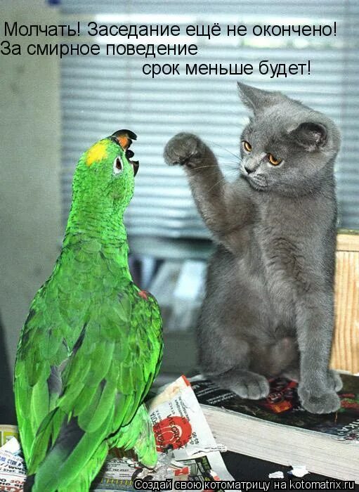 Попугай трясется. Волнистик надутый. Попугай дебил. Попугай аааааааа. Попугай на руке.