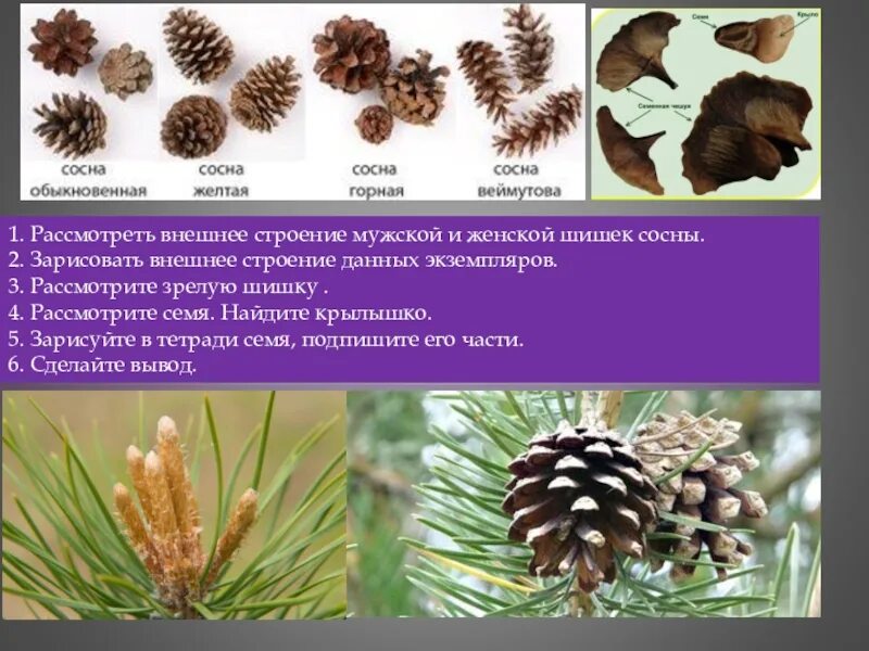 Какая форма шишек у сосны. Мужская и женская шишка различия. опишите строение мужской и женской шишек сосны. окраска мужских и женских шишек. шишка сосны.