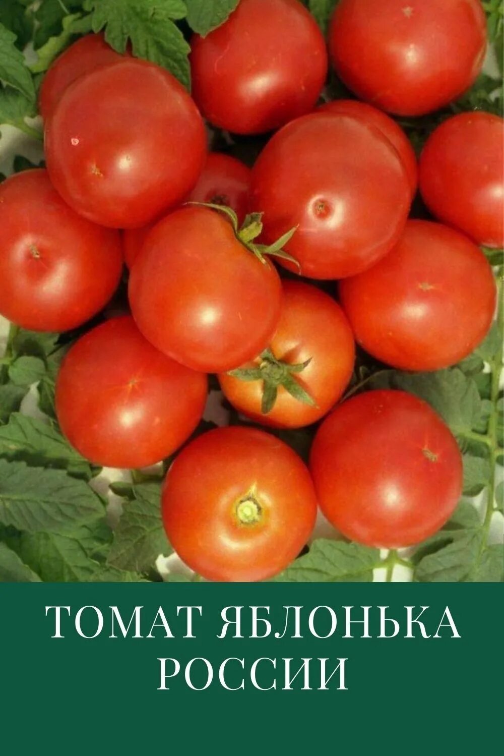 Яблонька россии томат характеристика и описание сорта. Томат Яблонька. Помидор Яблонька Росси. Сорт помидоров Яблонька России. Томаты сорт Яблонька России.