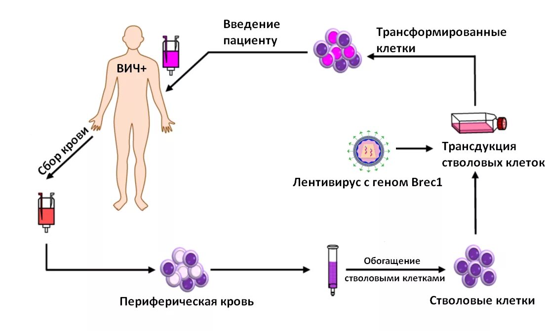 Вич полное излечение последние. ВИЧ схема заражения. Генная терапия схема. Схема лечения ВИЧ инфицированных. Схемы терапии ВИЧ инфекции.