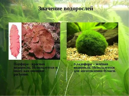 Порфира какая