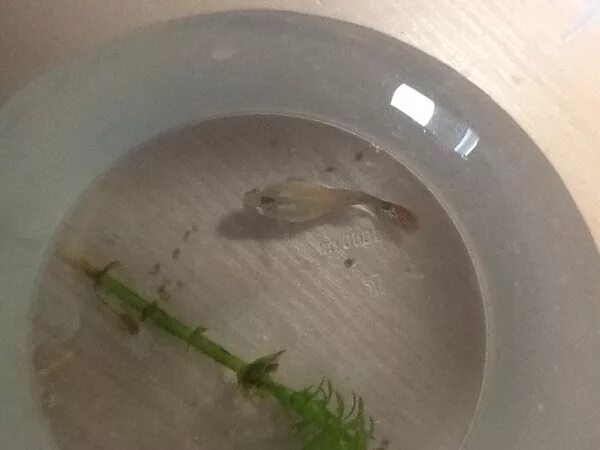 мальки гуппи. рыбка гуппи рожает. гуппи живородящие. рыбка гуппи рожает. гуппи рыбки мальки.