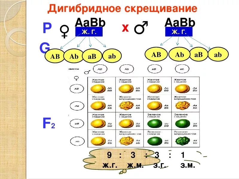 Расщепление при дигибридном скрещивании в f2. Решетка Пеннета для дигибридного скрещивания. Дигибридное скрещивание AABB AABB. Дигибридное скрещивание 9 класс биология. При дигибридном скрещивании.