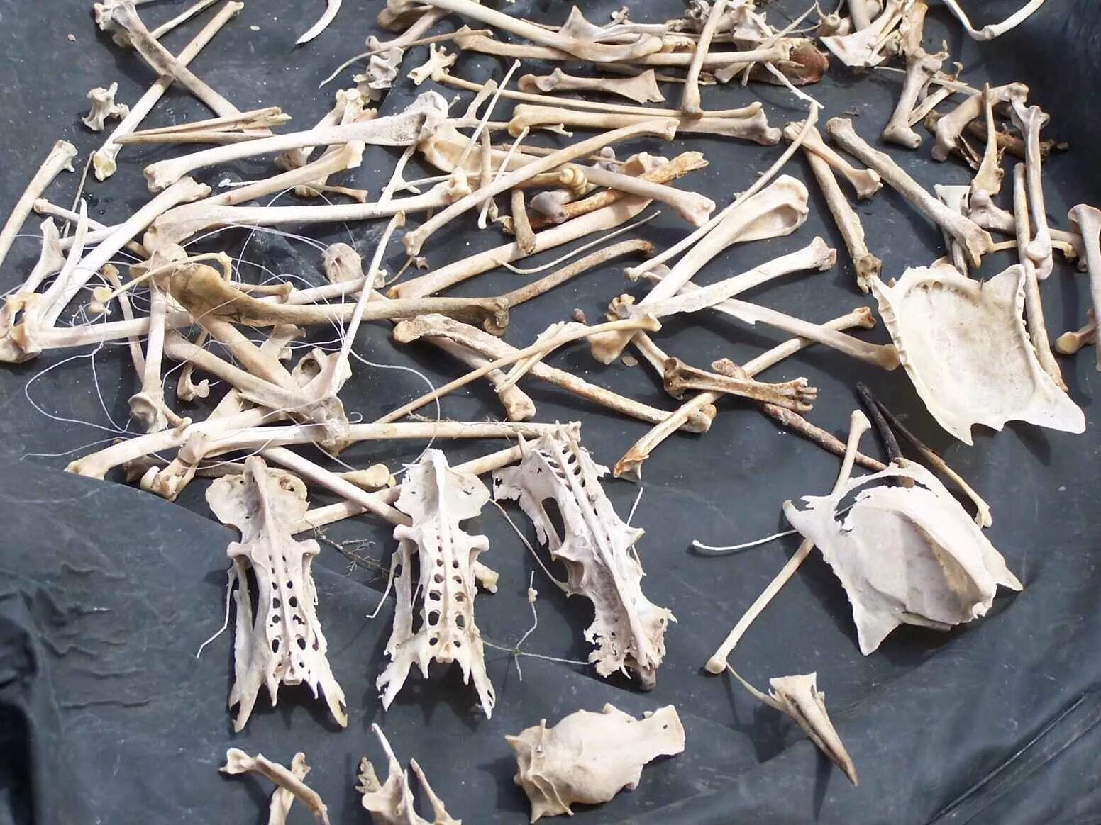 Что можно сделать из костей. Птичьи кости. Украшения из костей животных. Кость птицы.