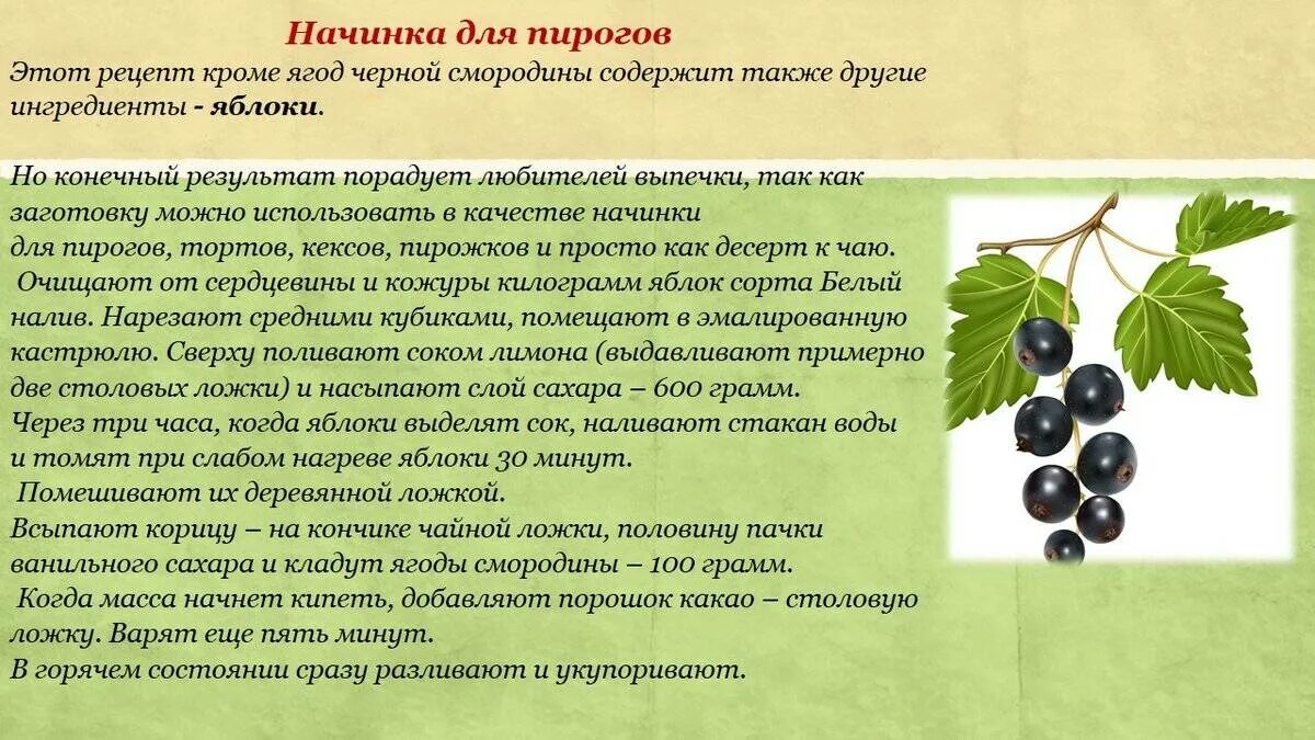 Смородина листья полезные. Смородина листья полезные. Смородиновый лист полезные свойства. Лист смородины. Лист смородины лечебные.