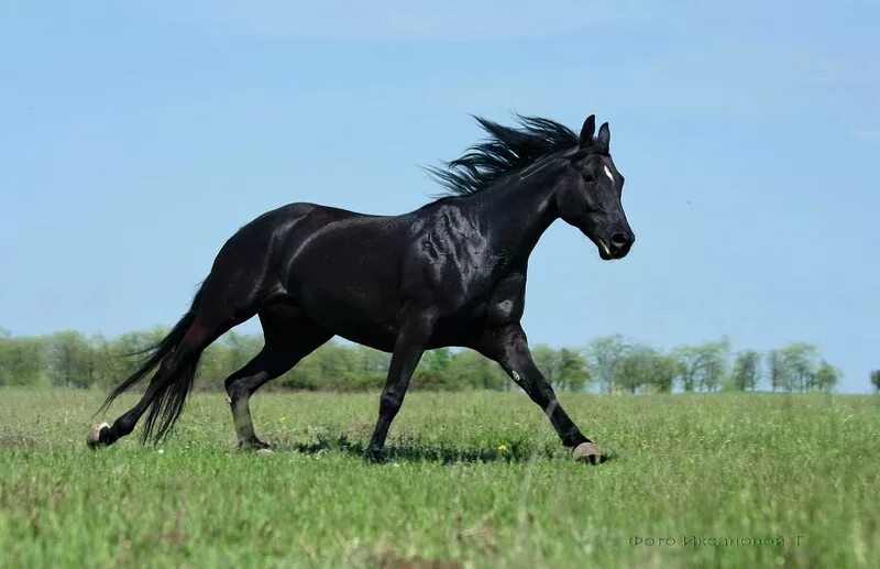 Вороная Кабардинская лошадь. Кабардинская порода лошадей. Кабардинец лошадь порода. Кабардинская чистокровная порода лошадей.