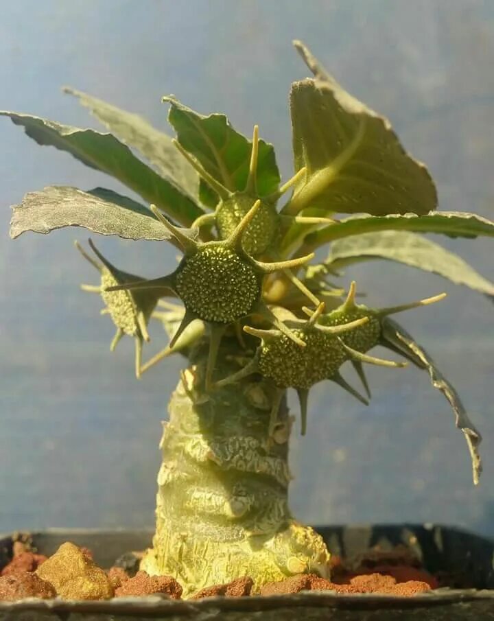 Dorstenia foetida. Дорстения Фоэтида. Дорстения Криспа. Суккулент Dorstenia foetida. Дорстения