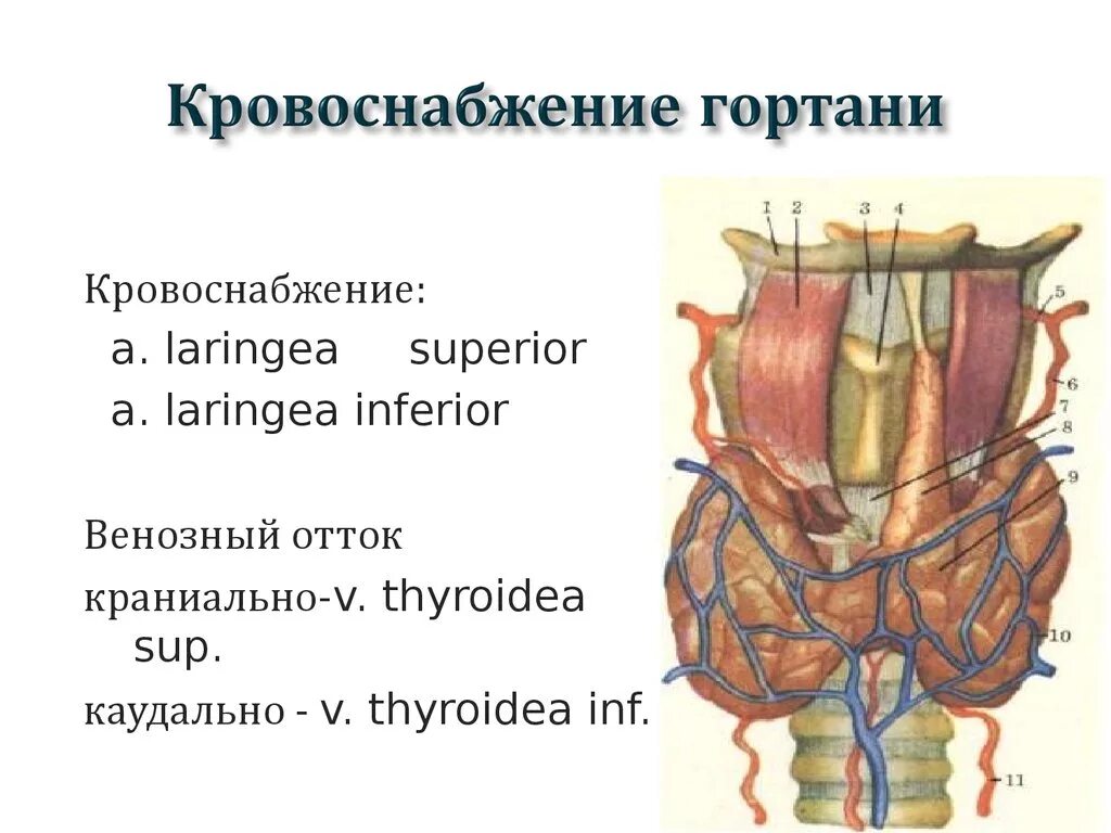 Кровоснабжение и иннервация гортани. Гортань функции строение кровоснабжение. Кровоснабжение гортнаь. Гортаньк рвоснабжение.