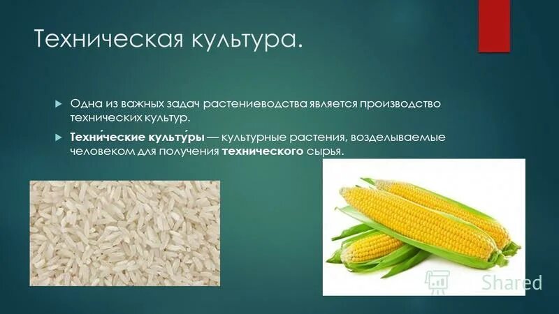 Техническая культура производства. Технические культуры. Технические культуры растений. Технические культуры презентация. Технические культурные растения.