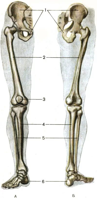 Кости нижней конечности строение. Кости нижних конечностей человека анатомия. Берцовая тазобедренная кость. Кости нижней конечности анатомия. Скелет человека бедро
