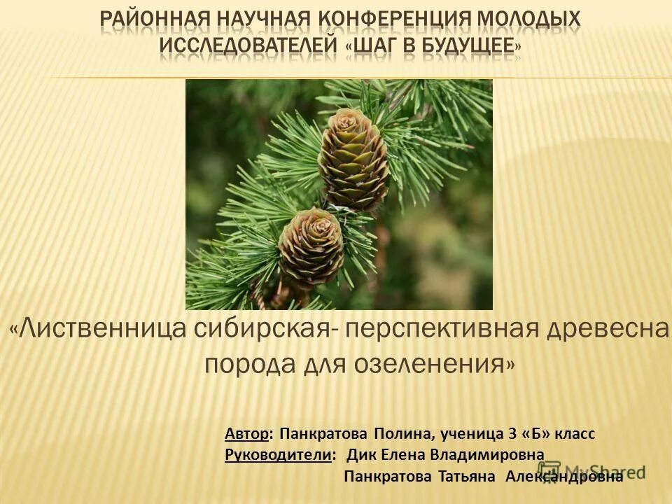 Презентация лиственница. Презентация лиственница