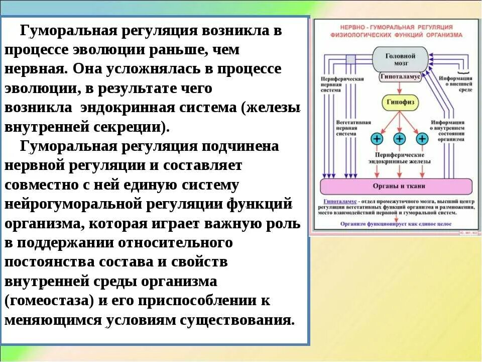 Почему организму важно поддерживать относительное постоянство