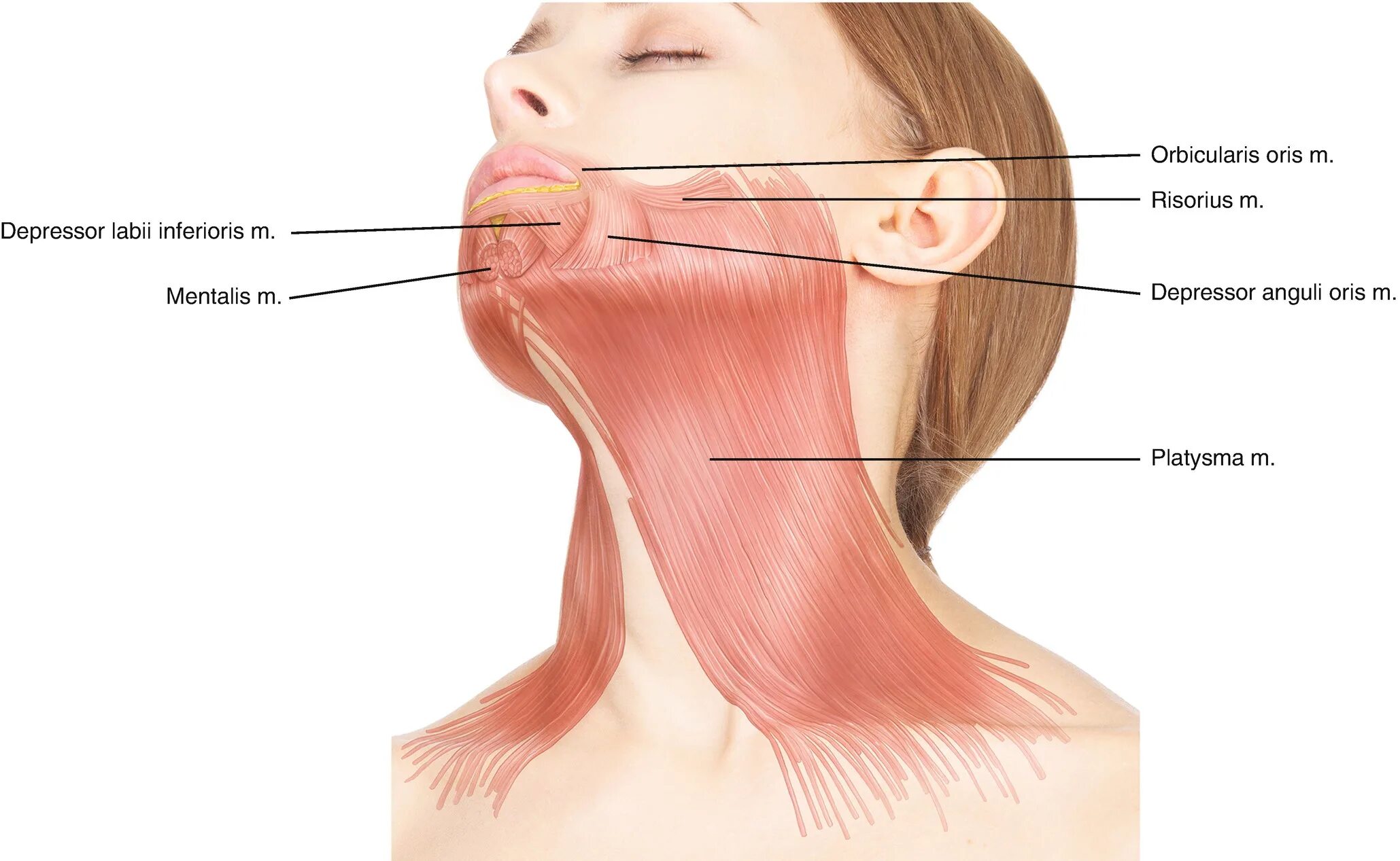 Слабость в области рта. Подкожная мышца шеи платизма. Плятизьма.